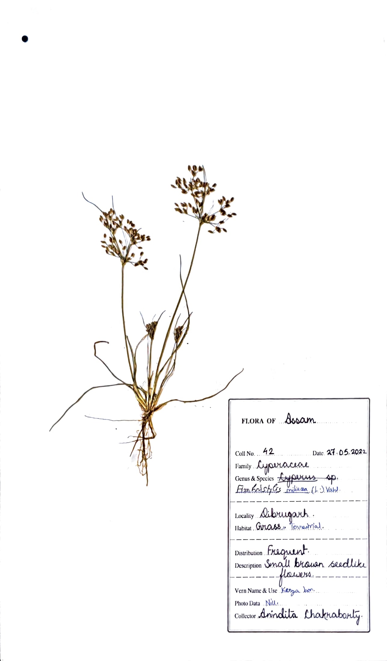 Joyna ghas (Beng) (Herbarium)